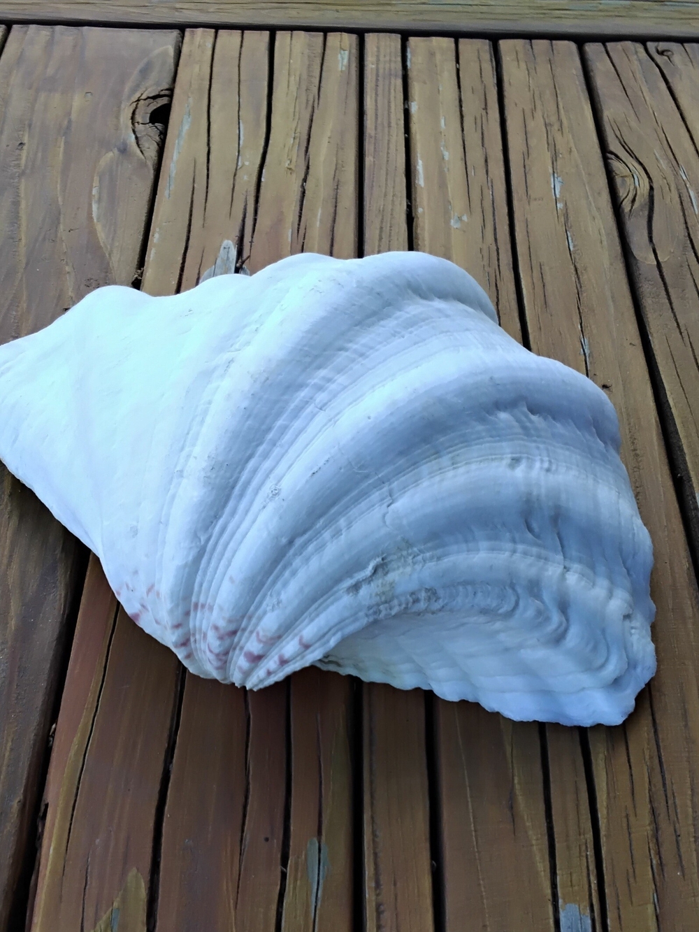 10" Natural Giant Clam Shell. Tridacna Gigas. Coastal Decor